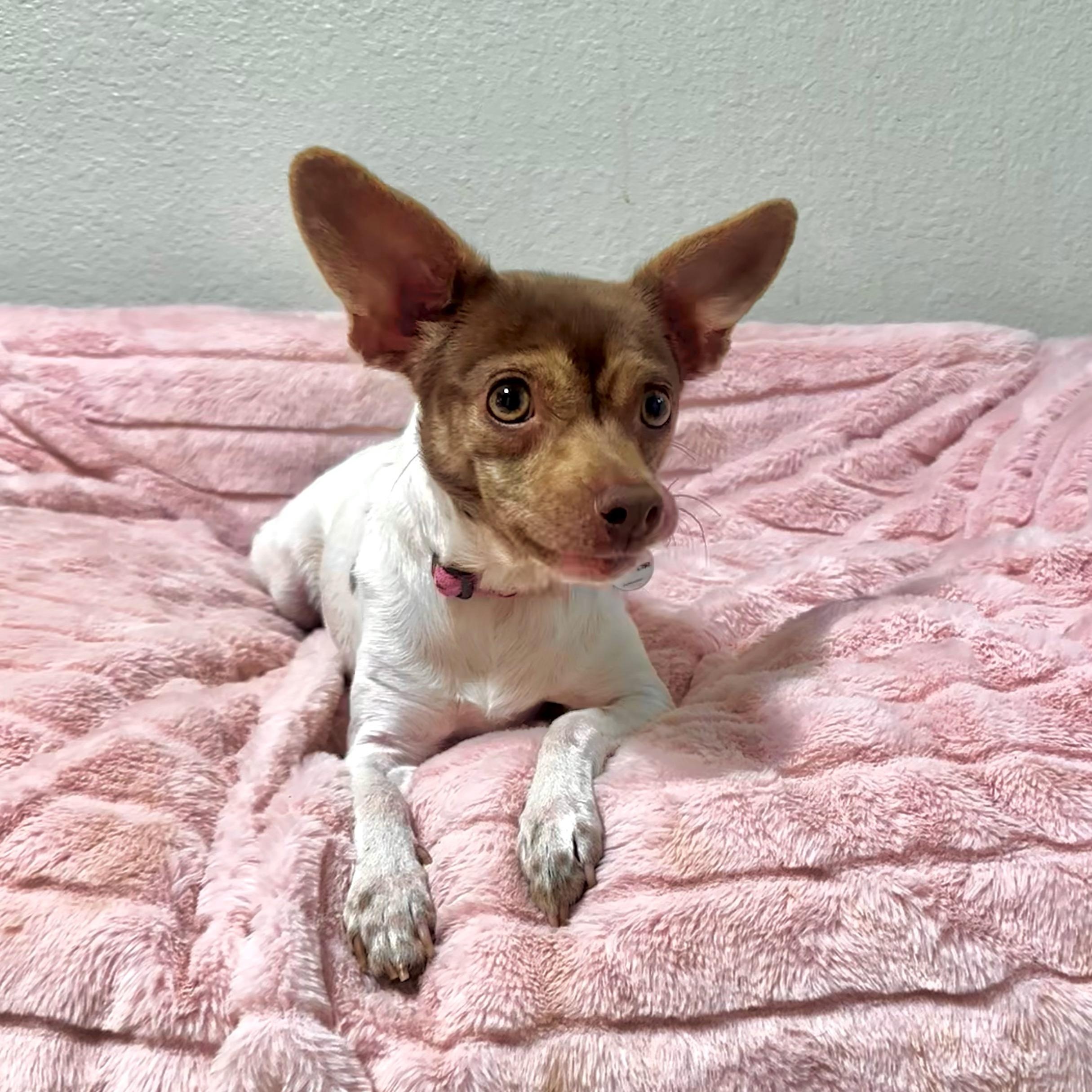 Enlarge Poppy, a Adoptable mixed breed in High Ridge, MO image 3/4