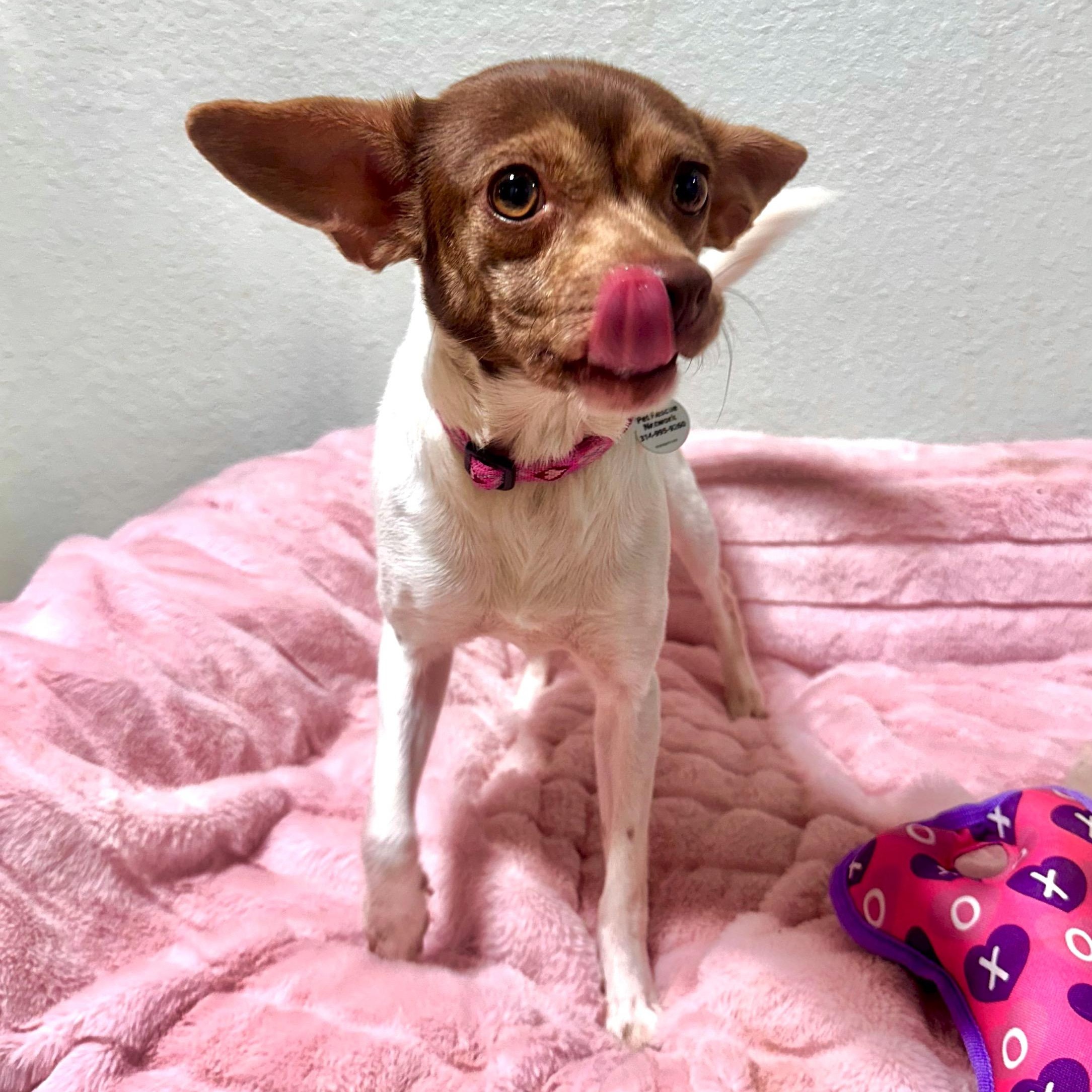 Enlarge Poppy, a Adoptable mixed breed in High Ridge, MO image 4/4