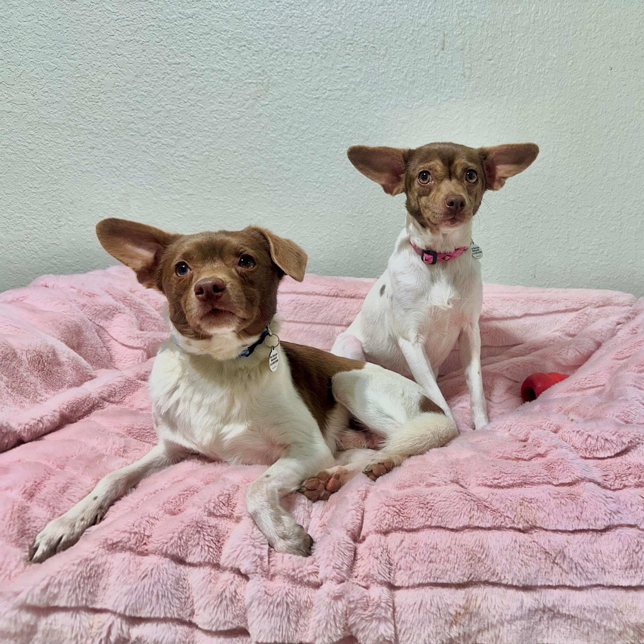 Enlarge Poppy, a Adoptable mixed breed in High Ridge, MO image 2/4