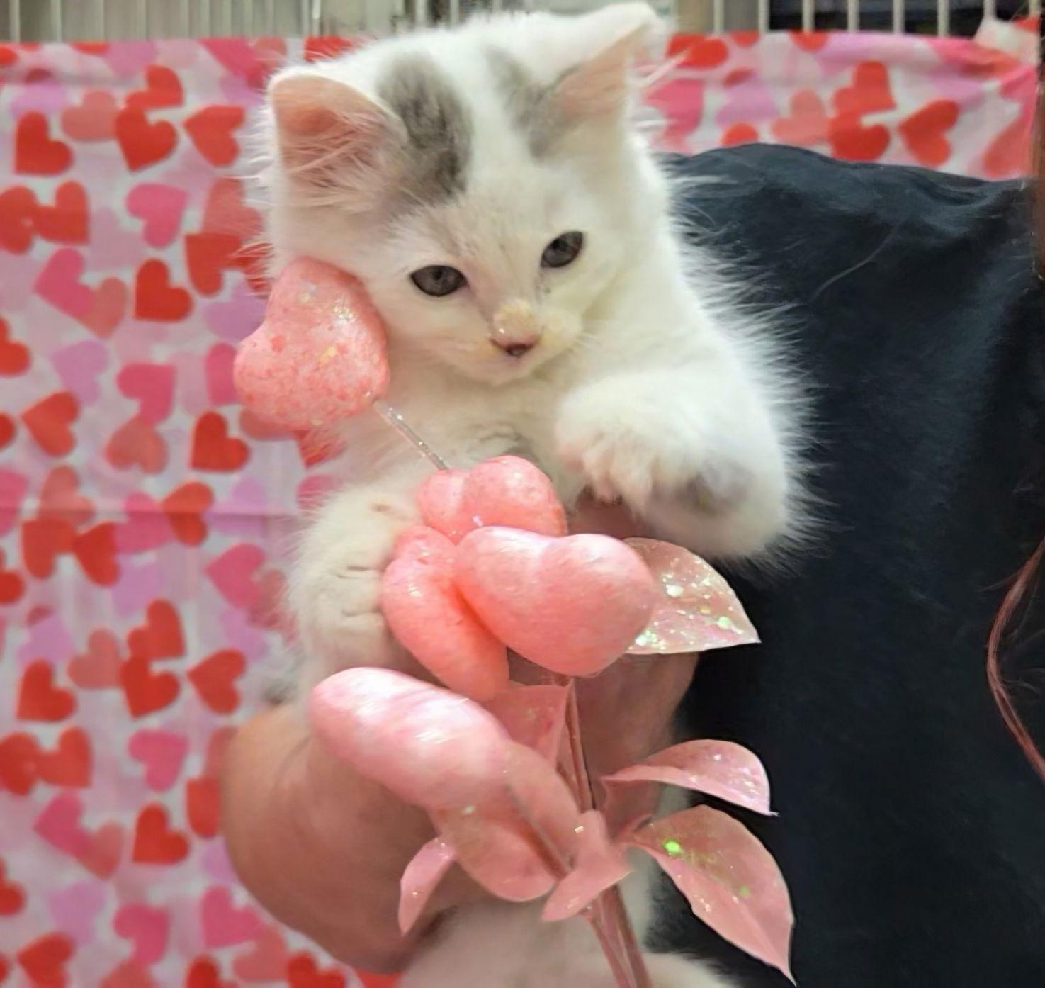 Ghost, a Adopted mixed breed in Magnolia Springs, AL image 1/3