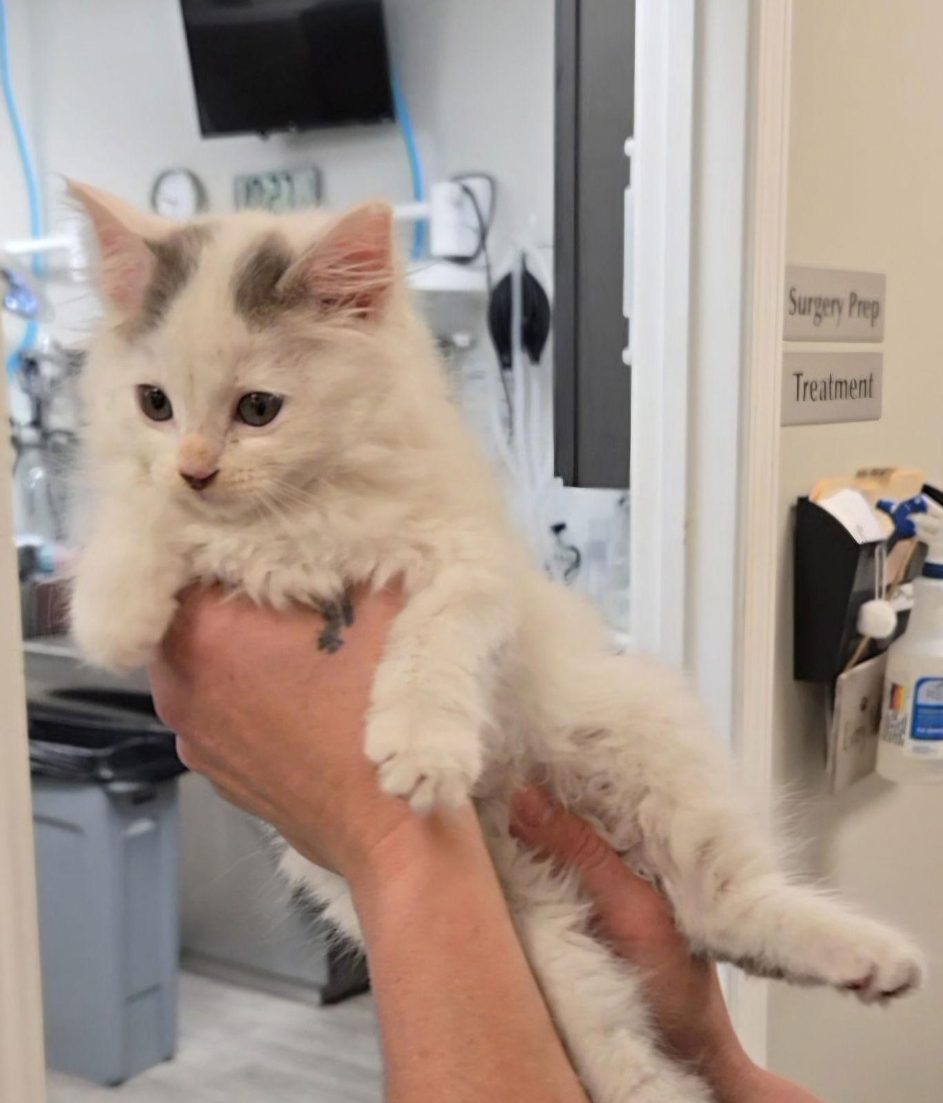 Ghost, a Adopted mixed breed in Magnolia Springs, AL image 3/3