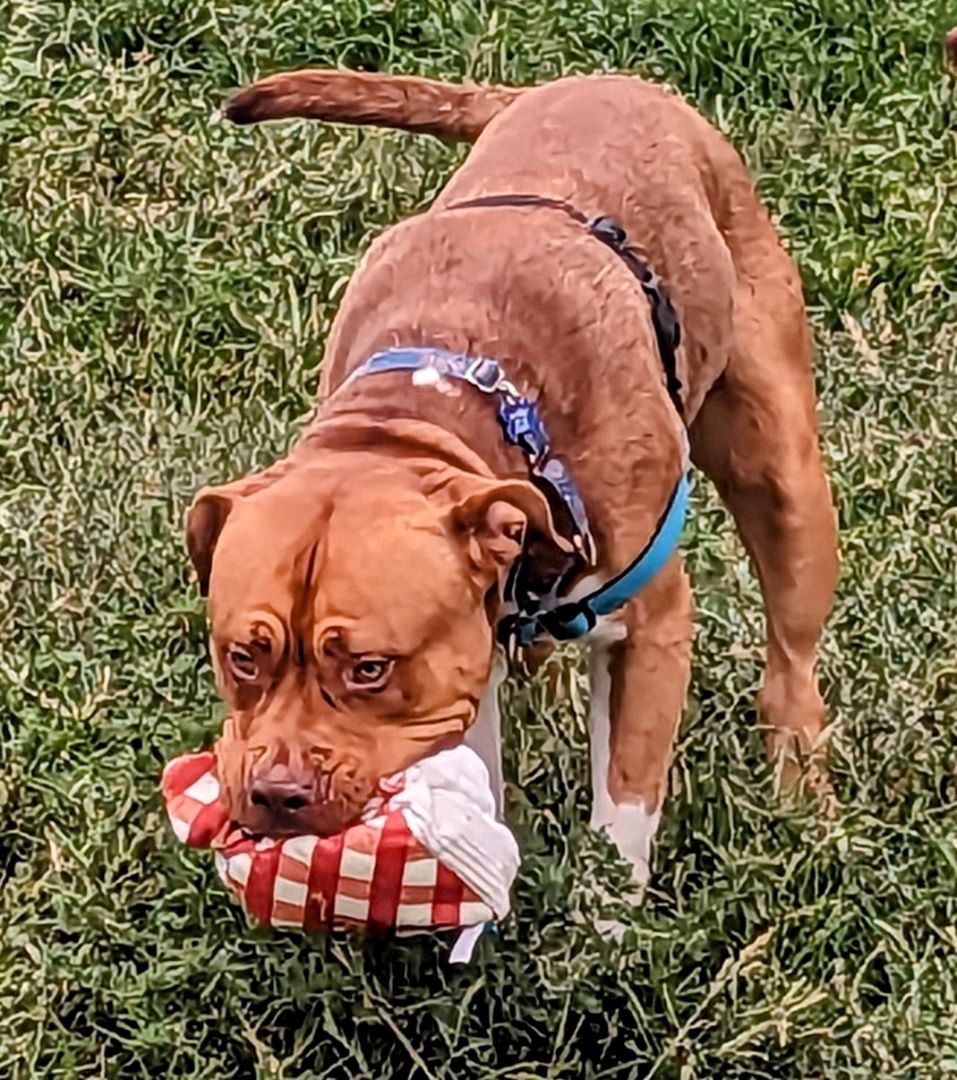 Chop Chop, a Adoptable mixed breed in Pueblo, CO image 3/6