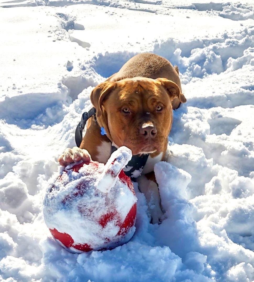 Chop Chop, a Adoptable mixed breed in Pueblo, CO image 2/6