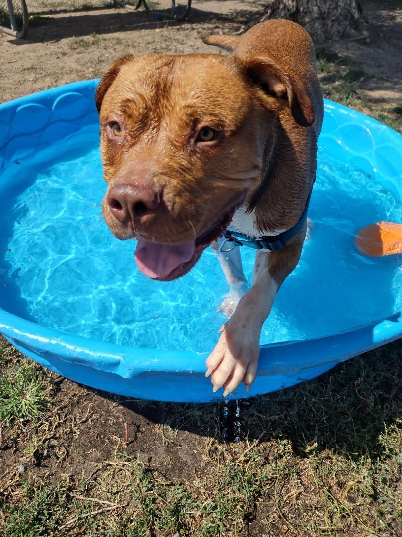 Chop Chop, a Adoptable mixed breed in Pueblo, CO image 4/6