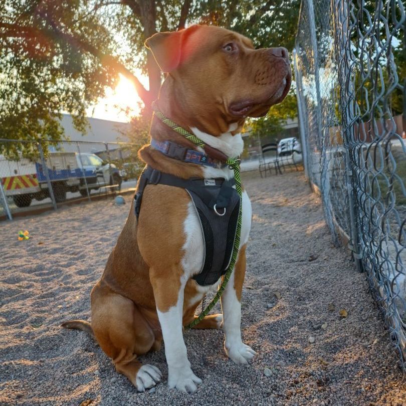 Chop Chop, a Adoptable mixed breed in Pueblo, CO image 1/6