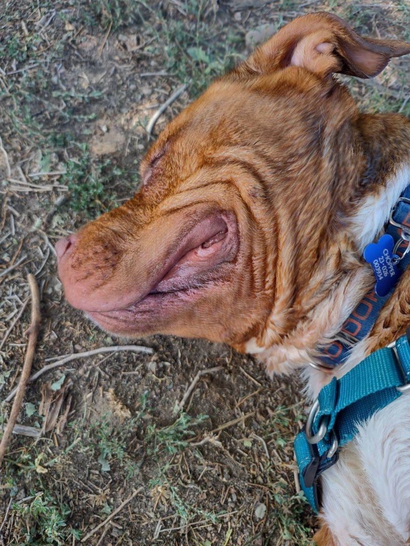 Chop Chop, a Adoptable mixed breed in Pueblo, CO image 5/6