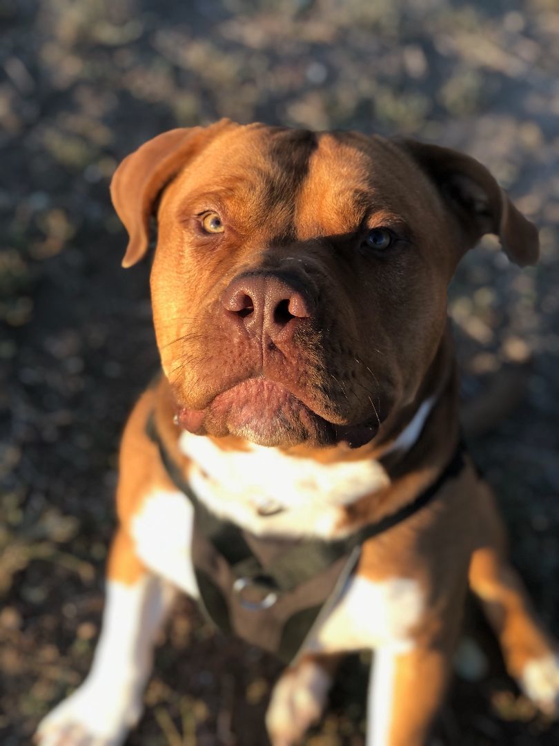 Chop Chop, a Adoptable mixed breed in Pueblo, CO image 6/6