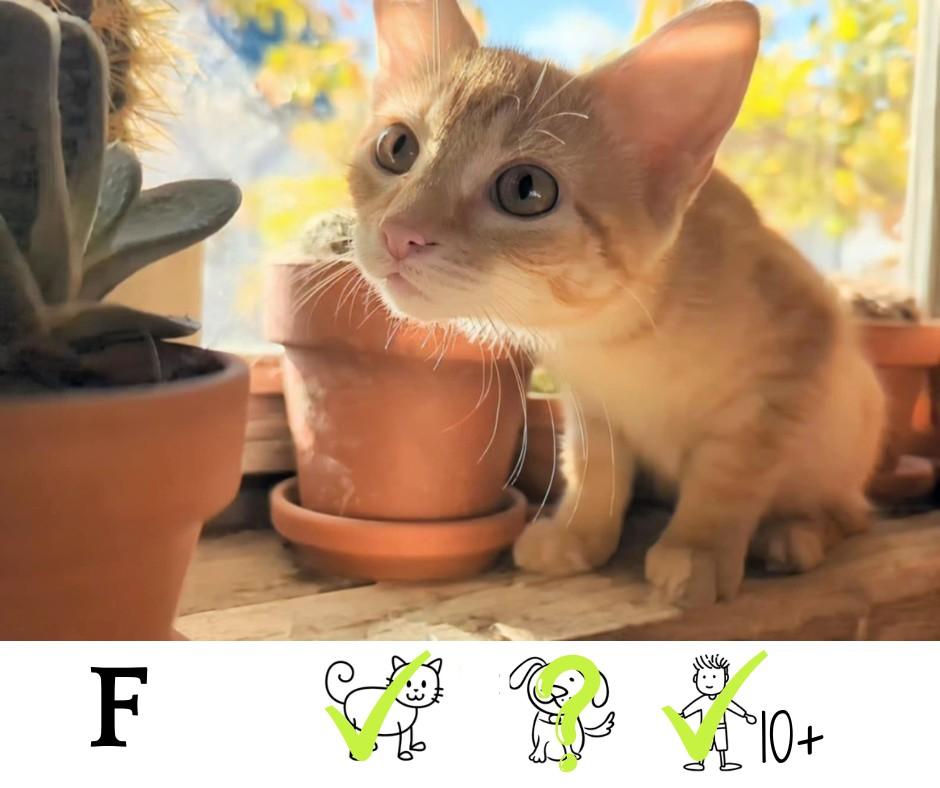 Tamarin, Adoptable, Young Female Domestic Short Hair.