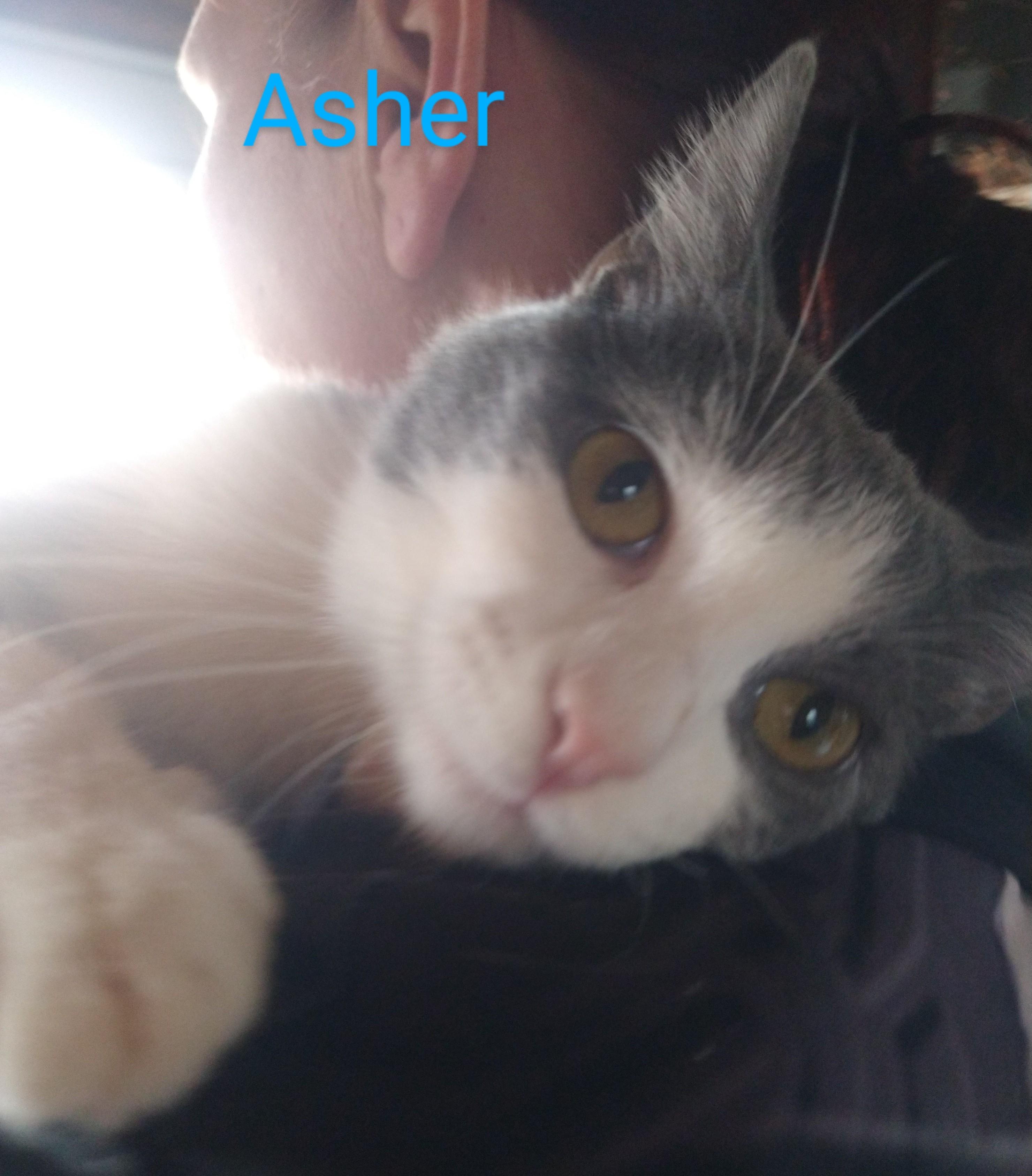 Asher