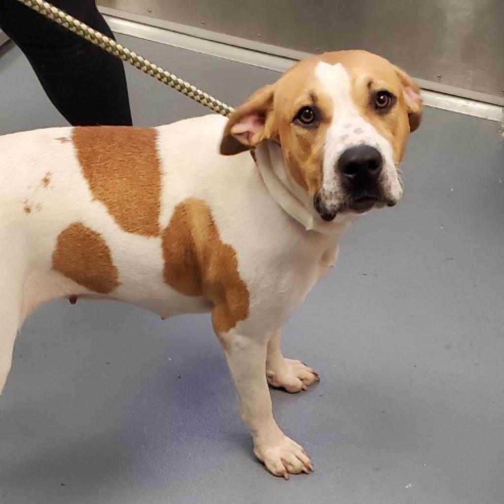 Mazy, Adoptable, Adult Female Mixed Breed & Mixed Breed.