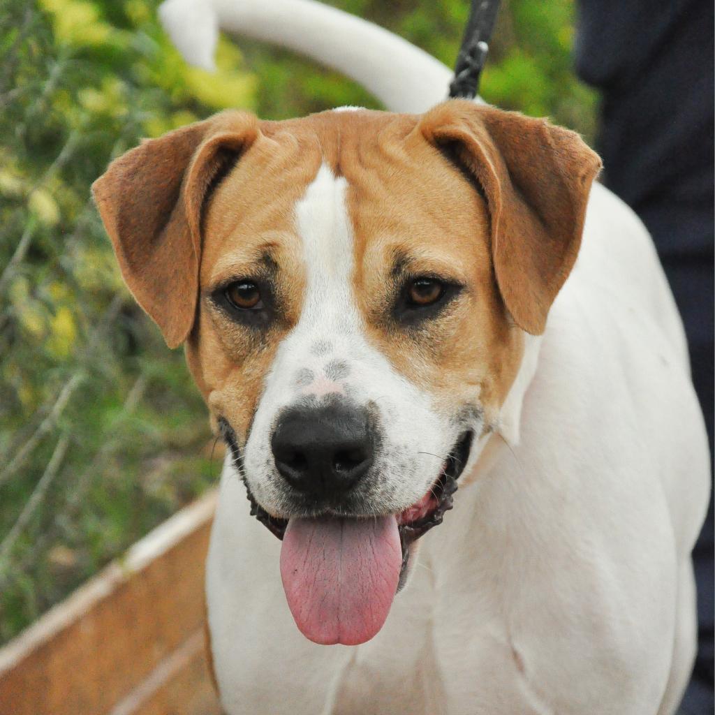 Enlarge Mazy, a Adoptable mixed breed in Sarasota, FL image 2/6
