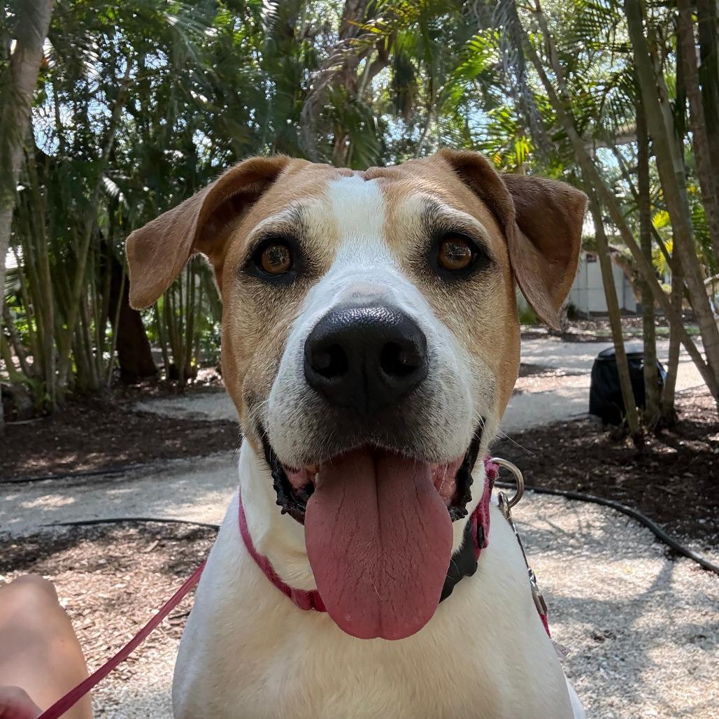 Enlarge Mazy, a Adoptable mixed breed in Sarasota, FL image 3/6