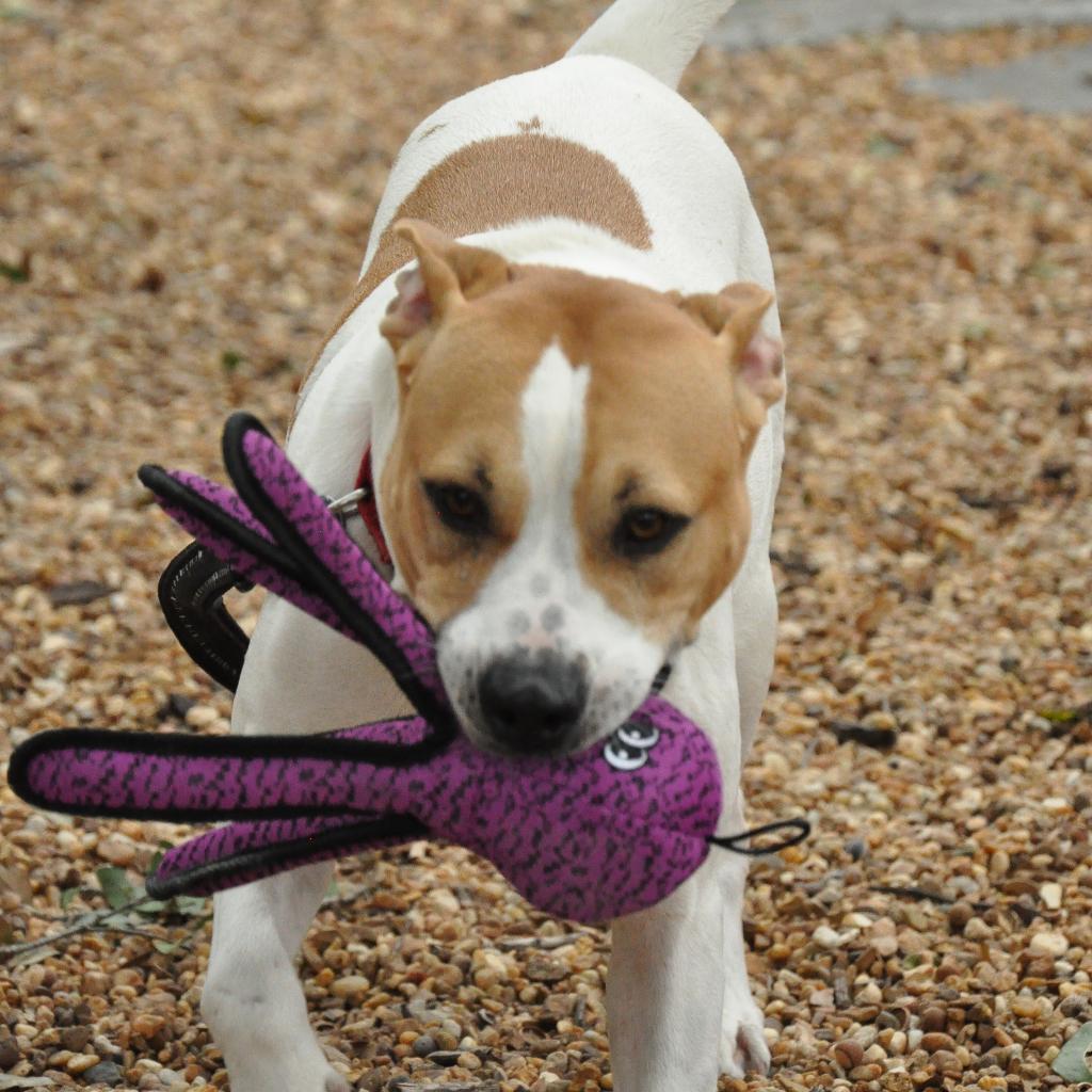 Enlarge Mazy, a Adoptable mixed breed in Sarasota, FL image 4/6
