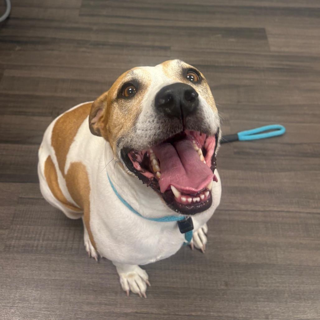 Enlarge Mazy, a Adoptable mixed breed in Sarasota, FL image 5/6