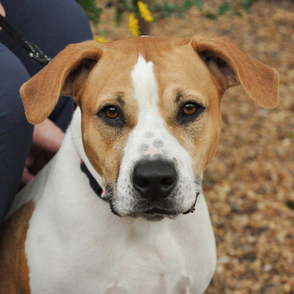 Enlarge Mazy, a Adoptable mixed breed in Sarasota, FL image 6/6