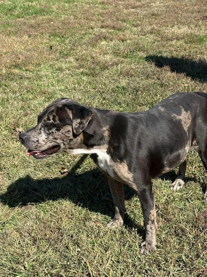 Eclipse, ADOPTABLE, Adult Female Mixed Breed.