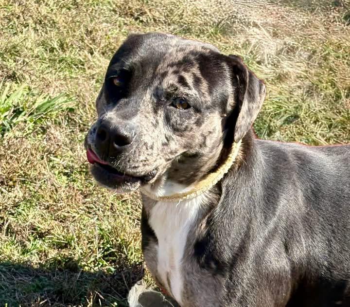 Enlarge Eclipse, a ADOPTABLE Mixed Breed in Cherokee Village, AR image 2/2