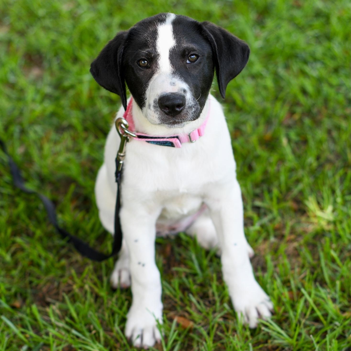 Panda, Baby Female Border Collie