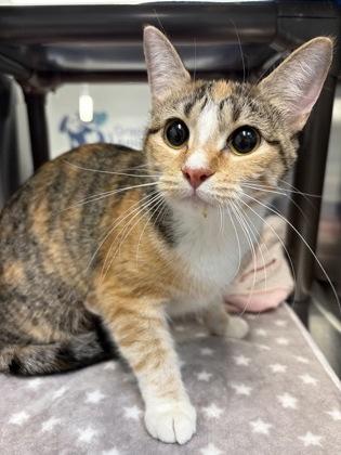 Enlarge Milan, a Adoptable mixed breed in Grapevine, TX image 1/3