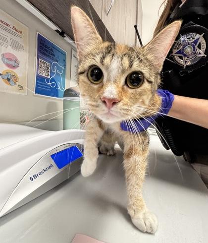 Enlarge Milan, a Adoptable mixed breed in Grapevine, TX image 2/3