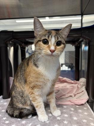 Enlarge Milan, a Adoptable mixed breed in Grapevine, TX image 3/3