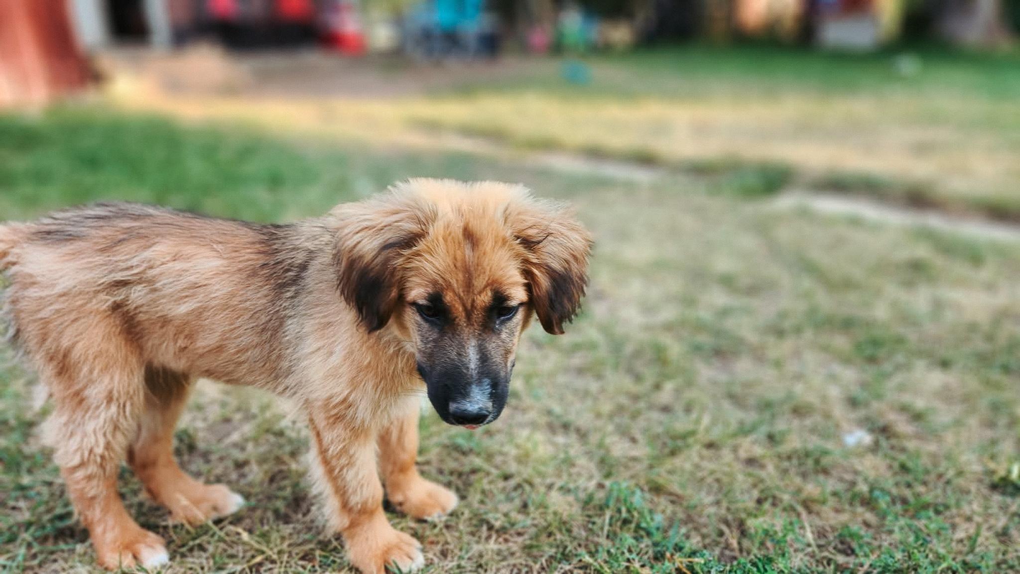 Minnow, an adoptable Shepherd in Jackson, WY, 83002 | Photo Image 1