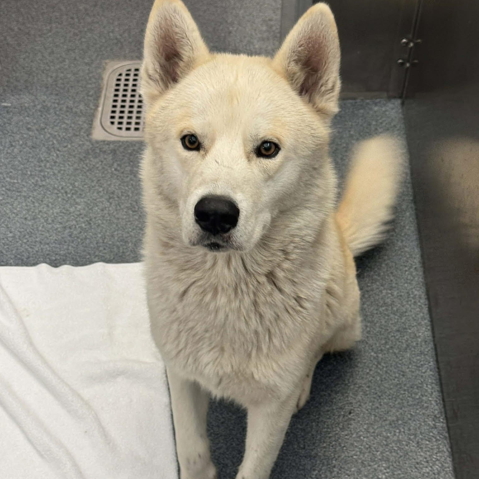 banjo — thumbnail 2