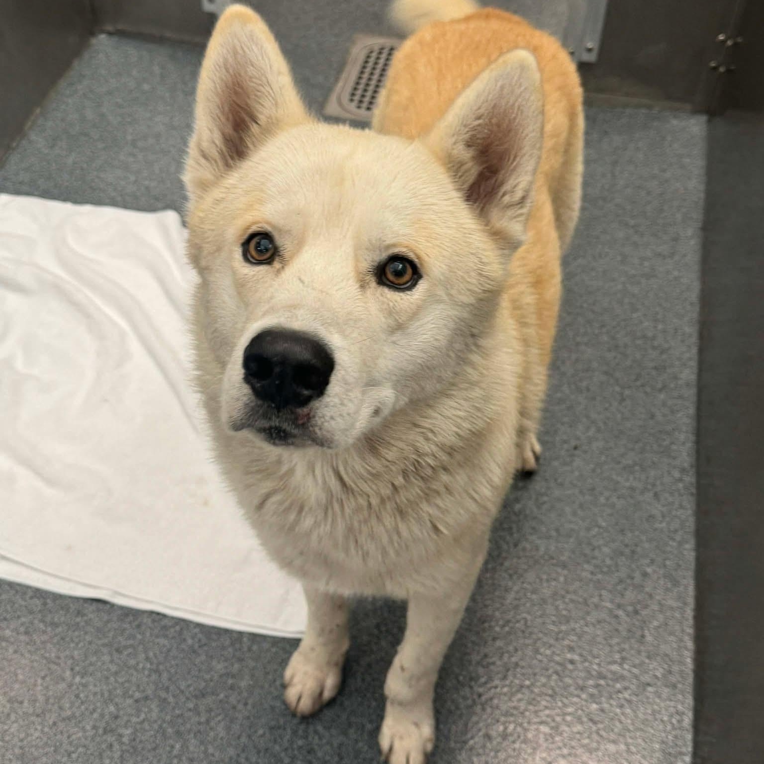 banjo — thumbnail 3