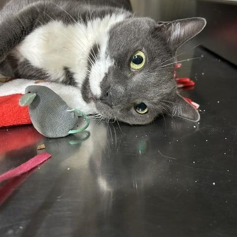 Enlarge Boots, a Adoptable Domestic Short Hair in East Brunswick, NJ image 4/6