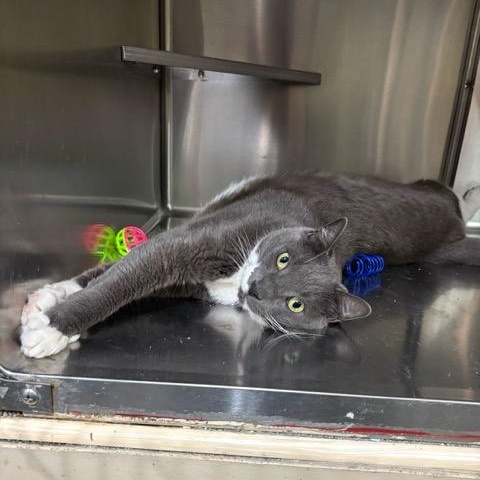 Boots, Adoptable, Adult Male Domestic Short Hair.