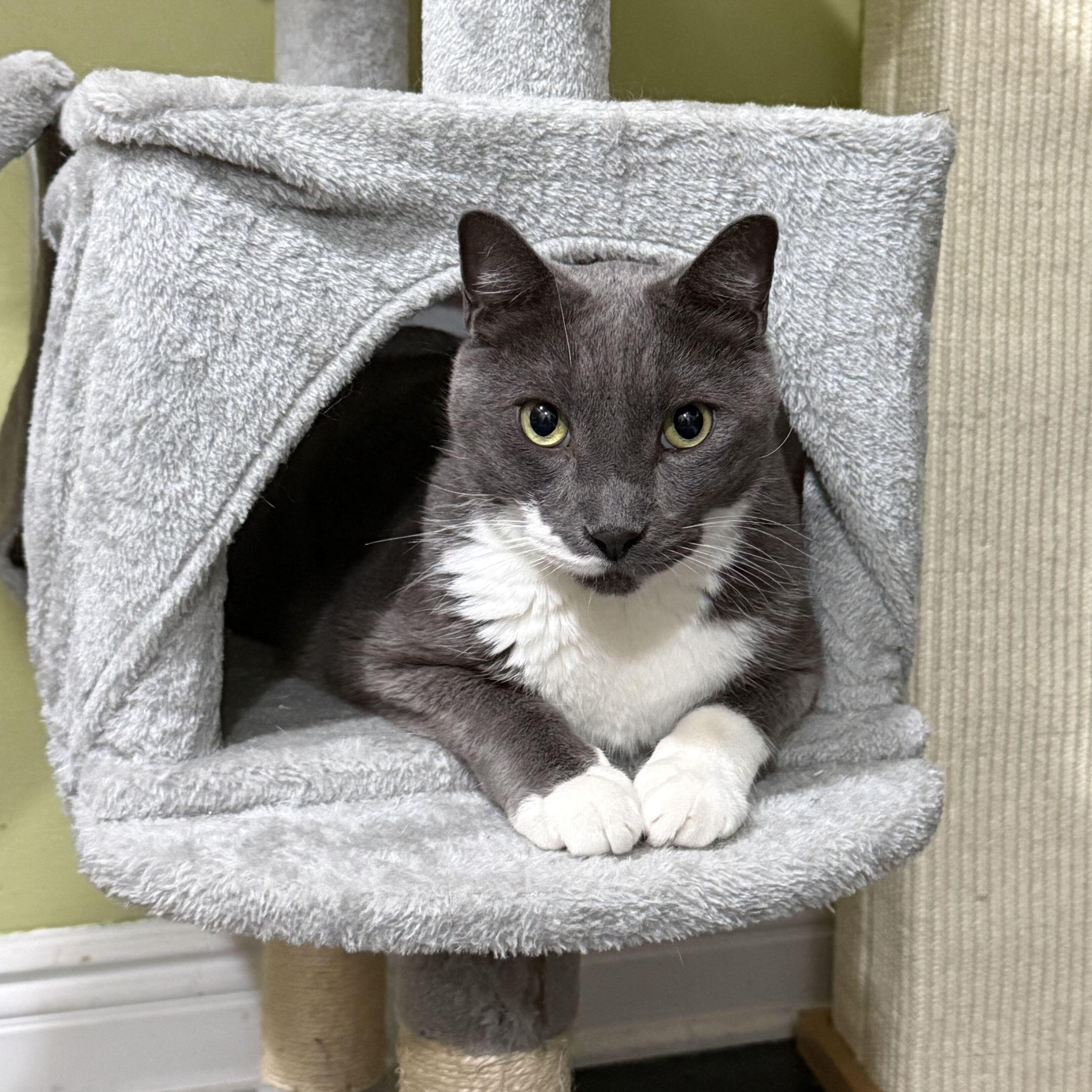 Enlarge Boots, a Adoptable Domestic Short Hair in East Brunswick, NJ image 2/6