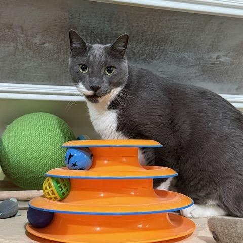 Enlarge Boots, a Adoptable Domestic Short Hair in East Brunswick, NJ image 3/6
