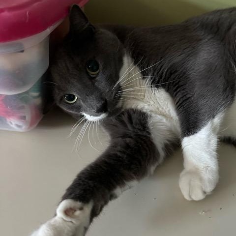 Enlarge Boots, a Adoptable Domestic Short Hair in East Brunswick, NJ image 5/6