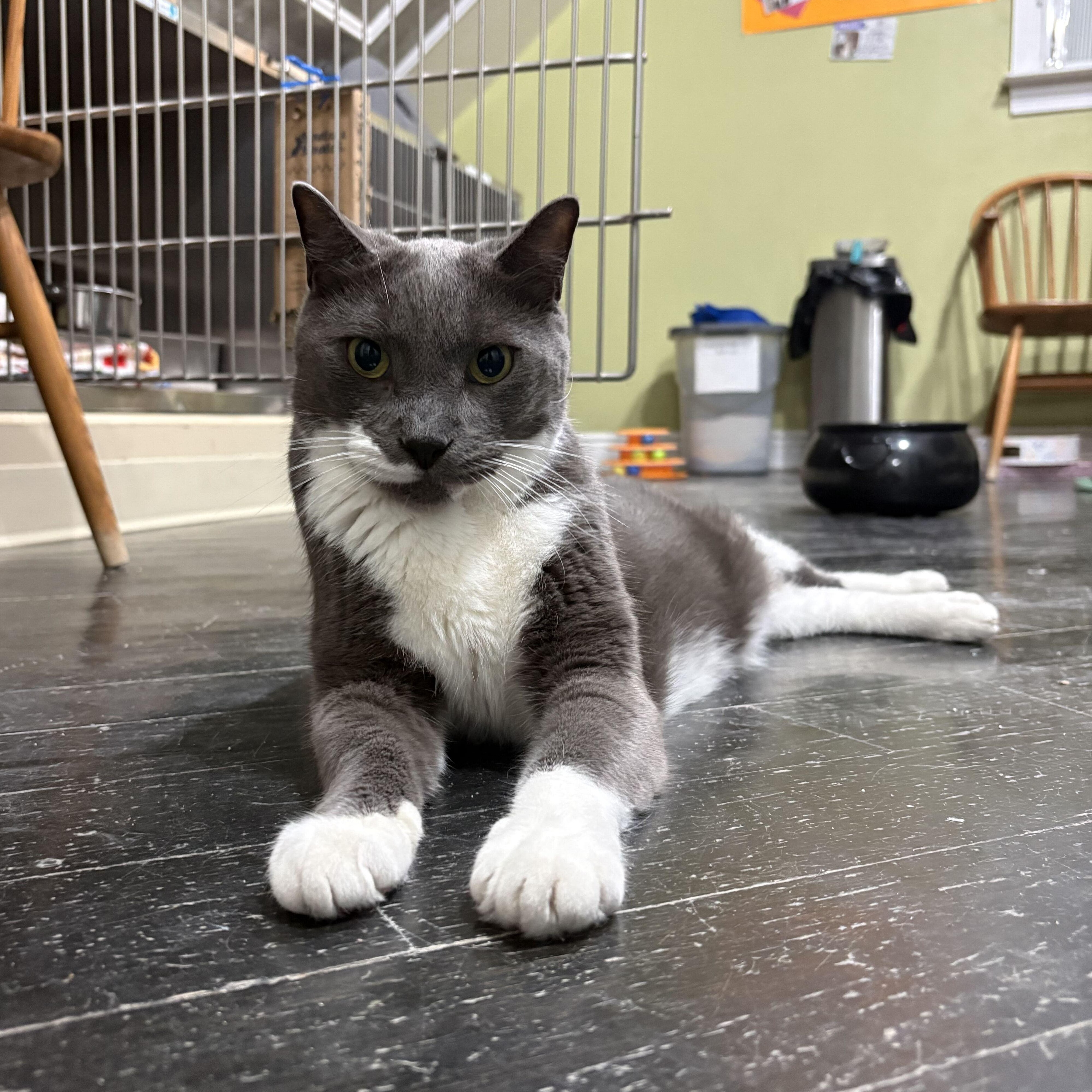 Enlarge Boots, a Adoptable Domestic Short Hair in East Brunswick, NJ image 6/6