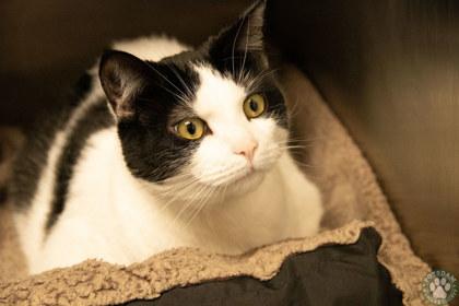 Duckie, ADOPTABLE, Adult Male Domestic Short Hair.