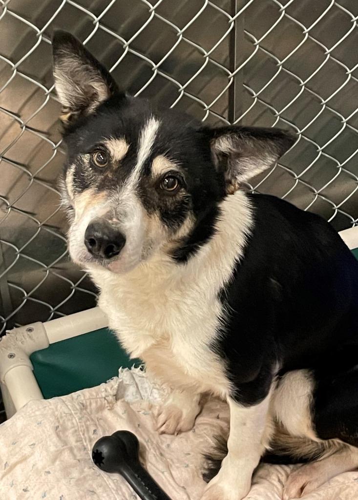 Enlarge Piper, a Adoptable mixed breed in Didsbury, AB image 1/1