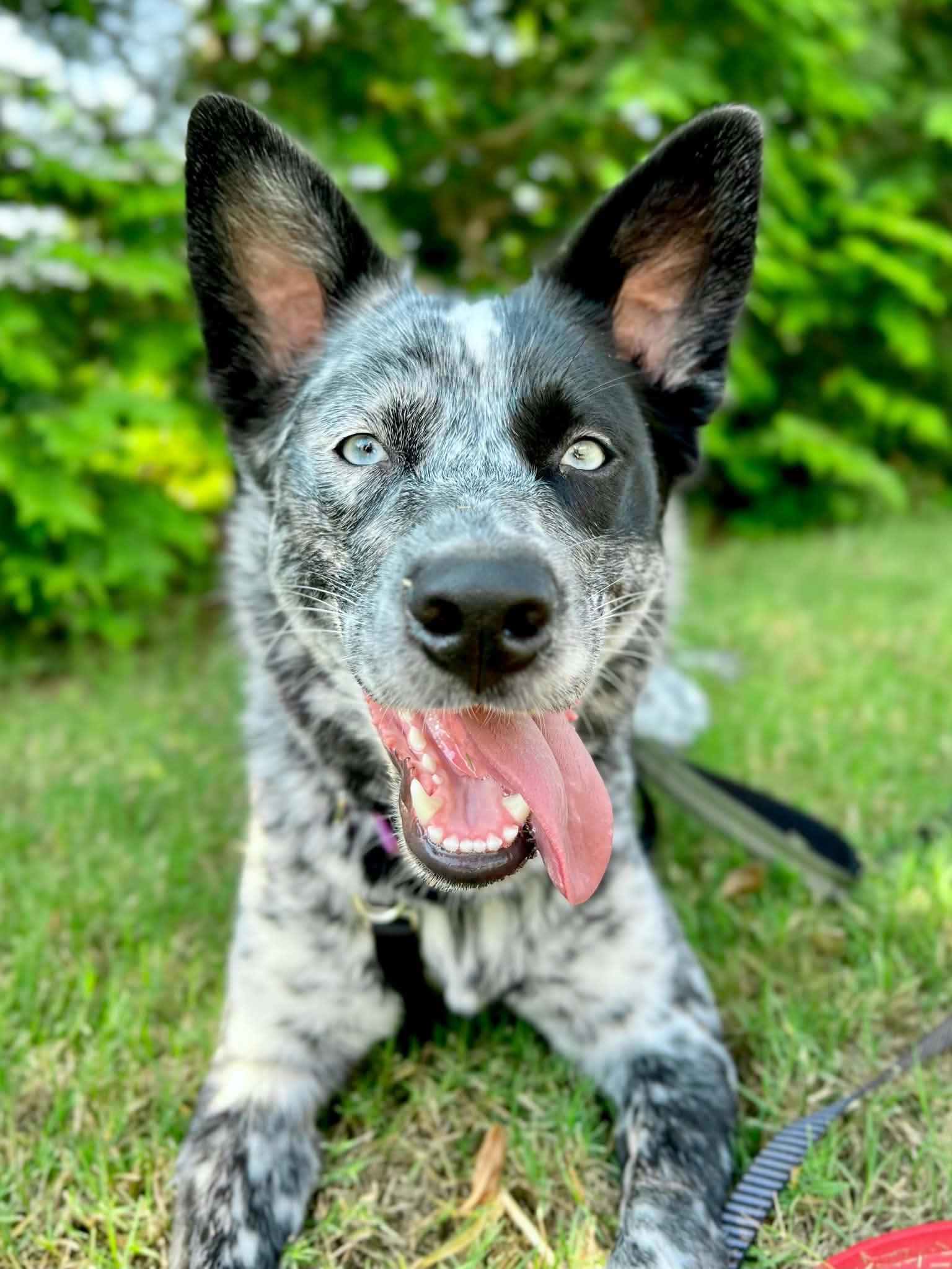 Arwen, Adoptable, Young Female Australian Cattle Dog / Blue Heeler & Husky.