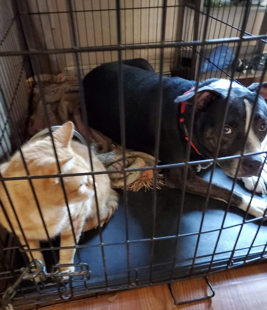 Jessie, Adoptable, Adult Female Pit Bull Terrier.