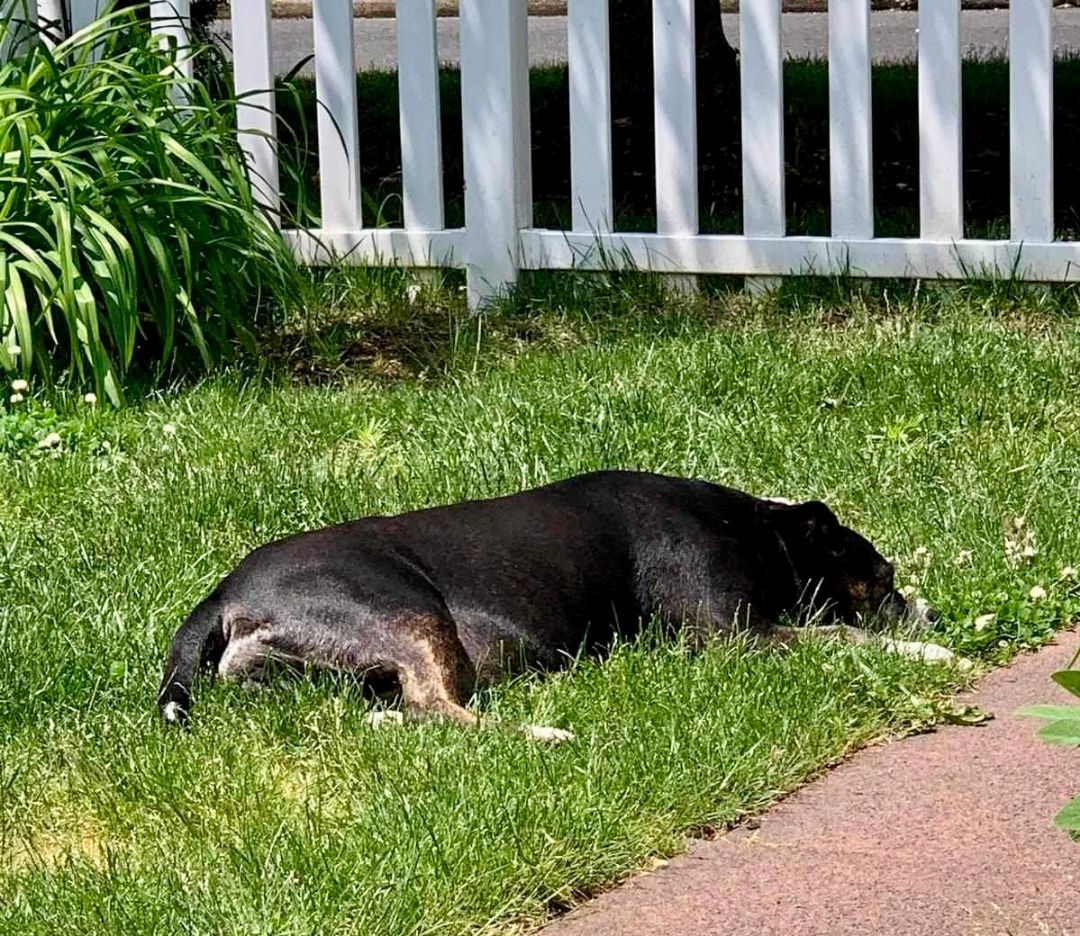 Enlarge Jessie, a Adoptable Pit Bull Terrier in Goose Creek, SC image 2/6