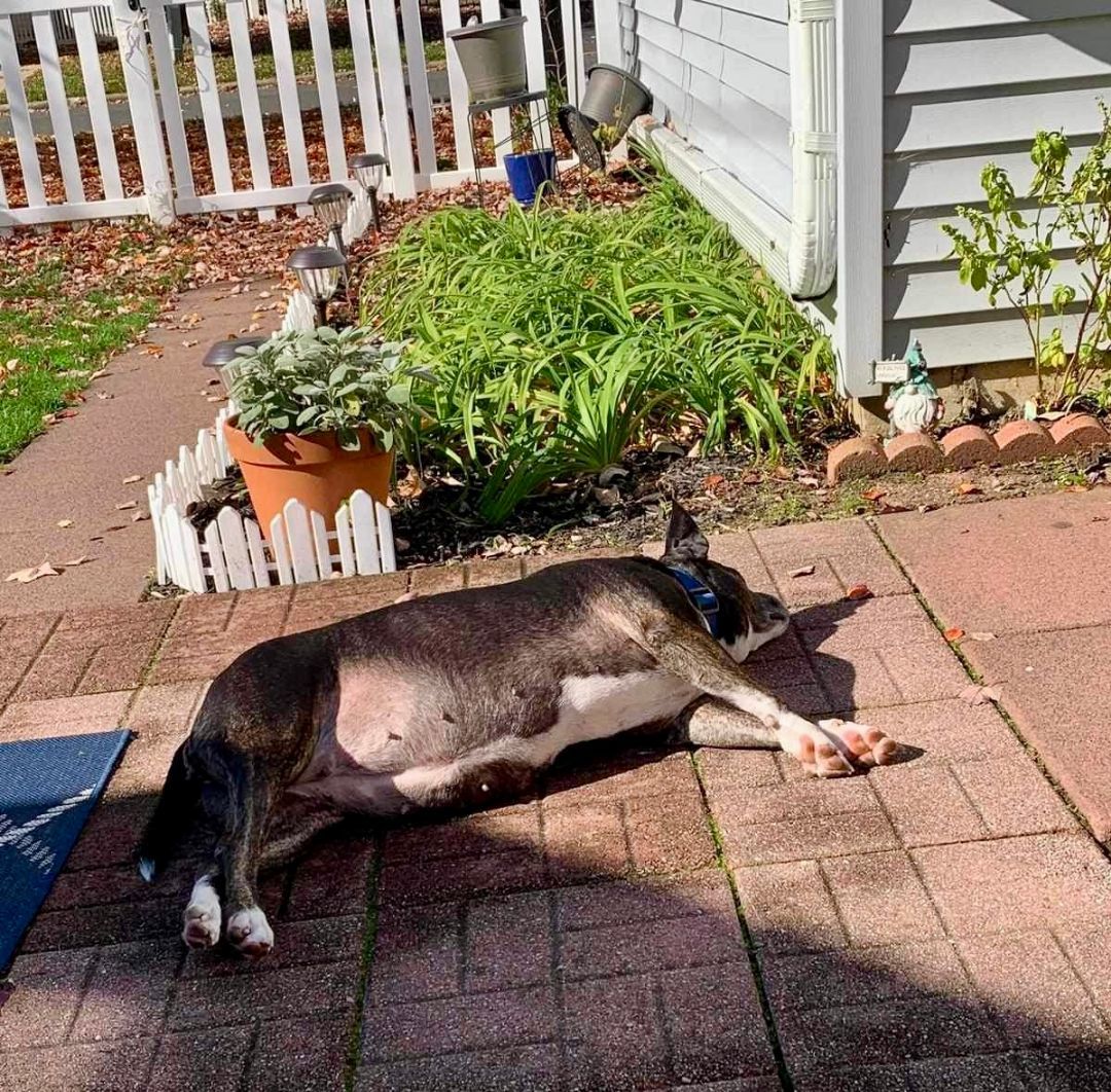 Enlarge Jessie, a Adoptable Pit Bull Terrier in Goose Creek, SC image 3/6