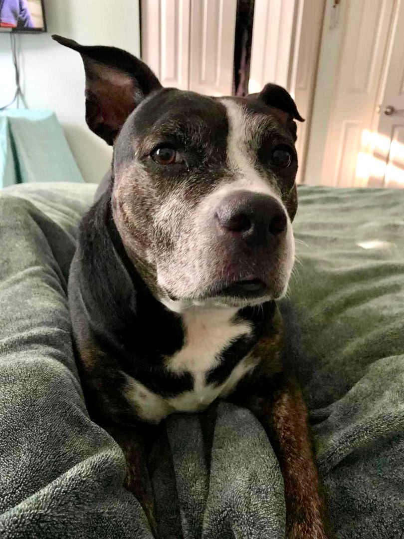 Enlarge Jessie, a Adoptable Pit Bull Terrier in Goose Creek, SC image 4/6