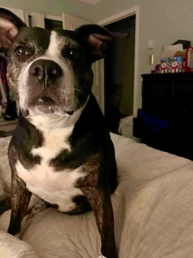 Enlarge Jessie, a Adoptable Pit Bull Terrier in Goose Creek, SC image 5/6