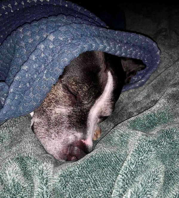 Enlarge Jessie, a Adoptable Pit Bull Terrier in Goose Creek, SC image 6/6