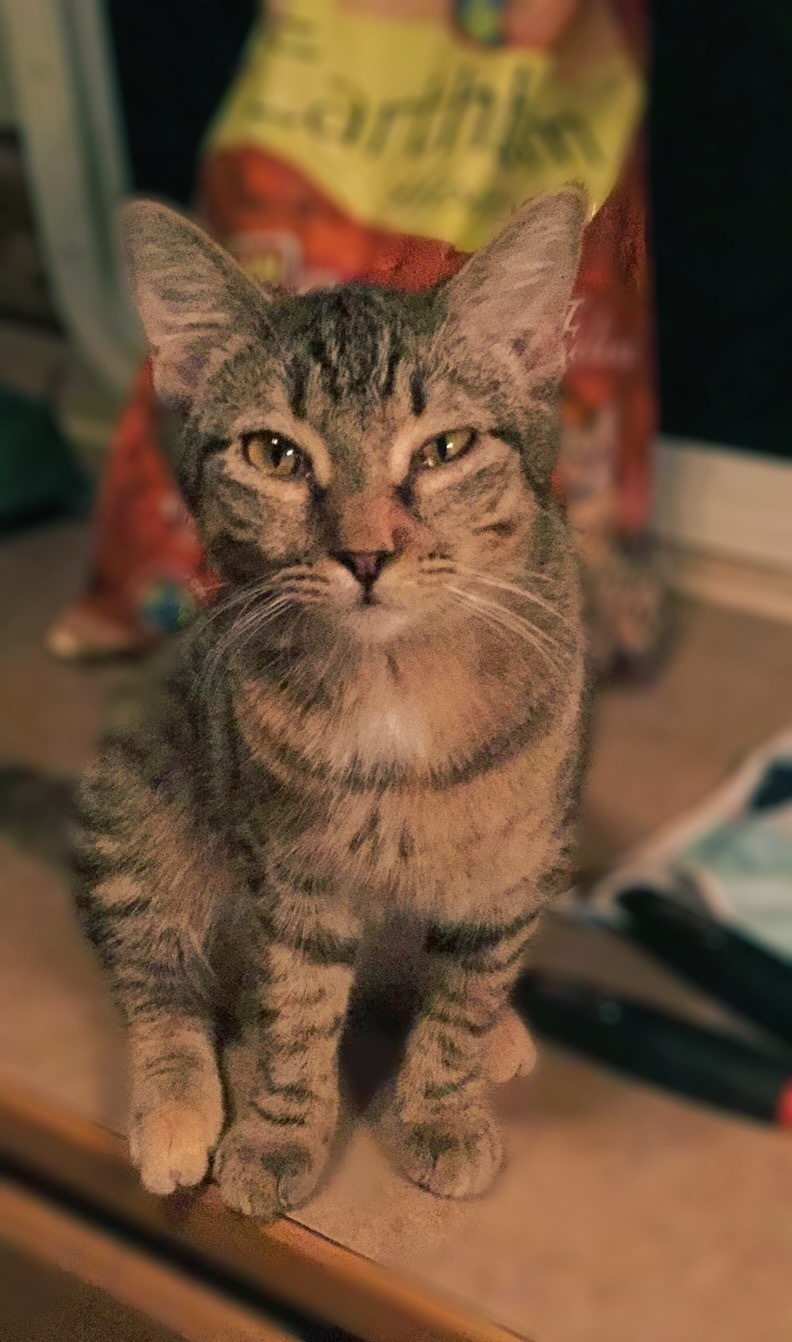 Chips, a Adoptable Manx in East Dundee , IL image 1/6