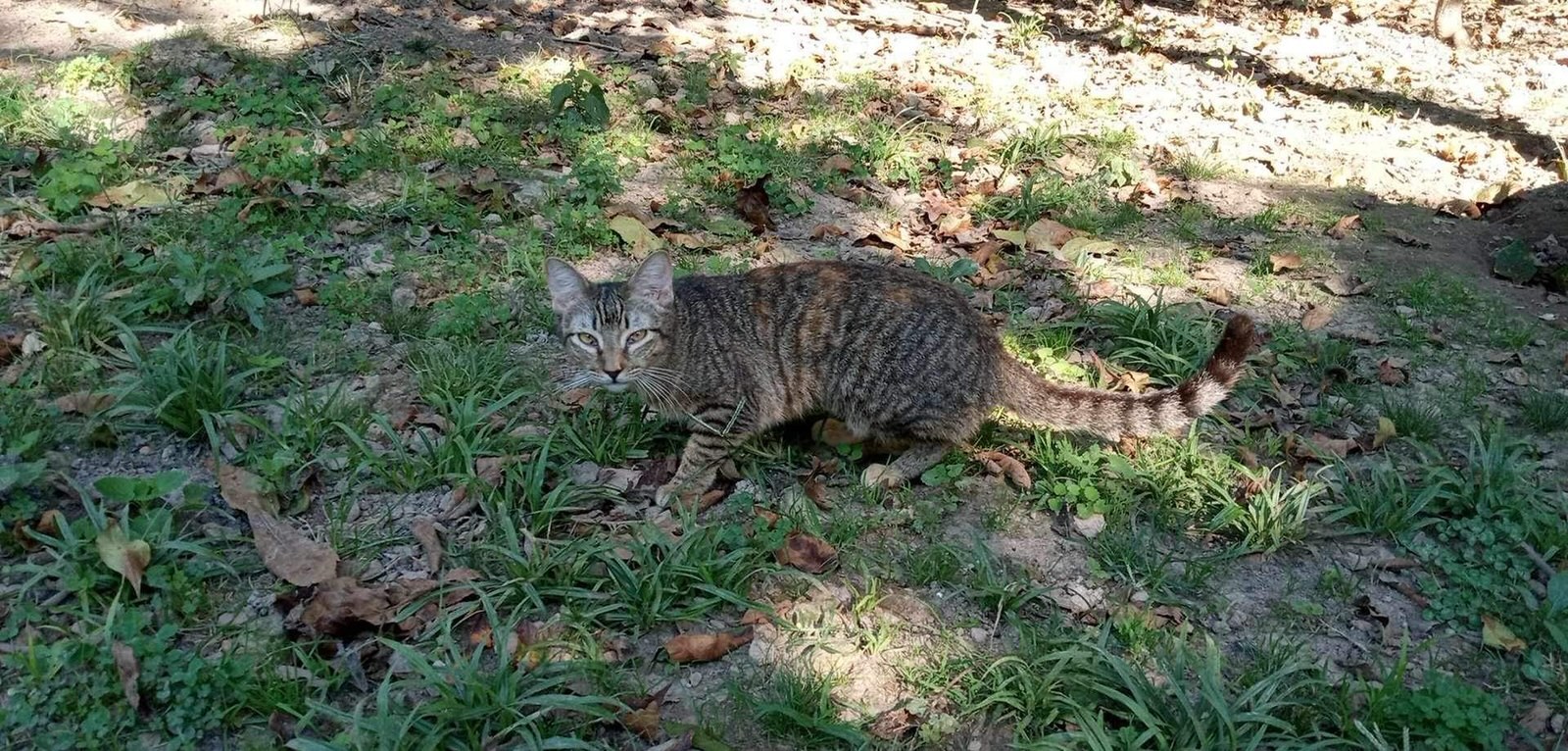 Chips, a Adoptable Manx in East Dundee , IL image 5/6