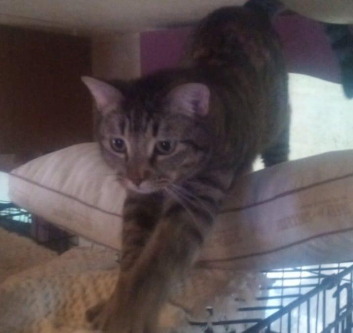 Chips, a Adoptable Manx in East Dundee , IL image 2/6