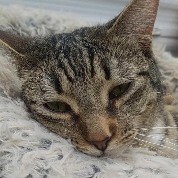 Chips, a Adoptable Manx in East Dundee , IL image 3/6