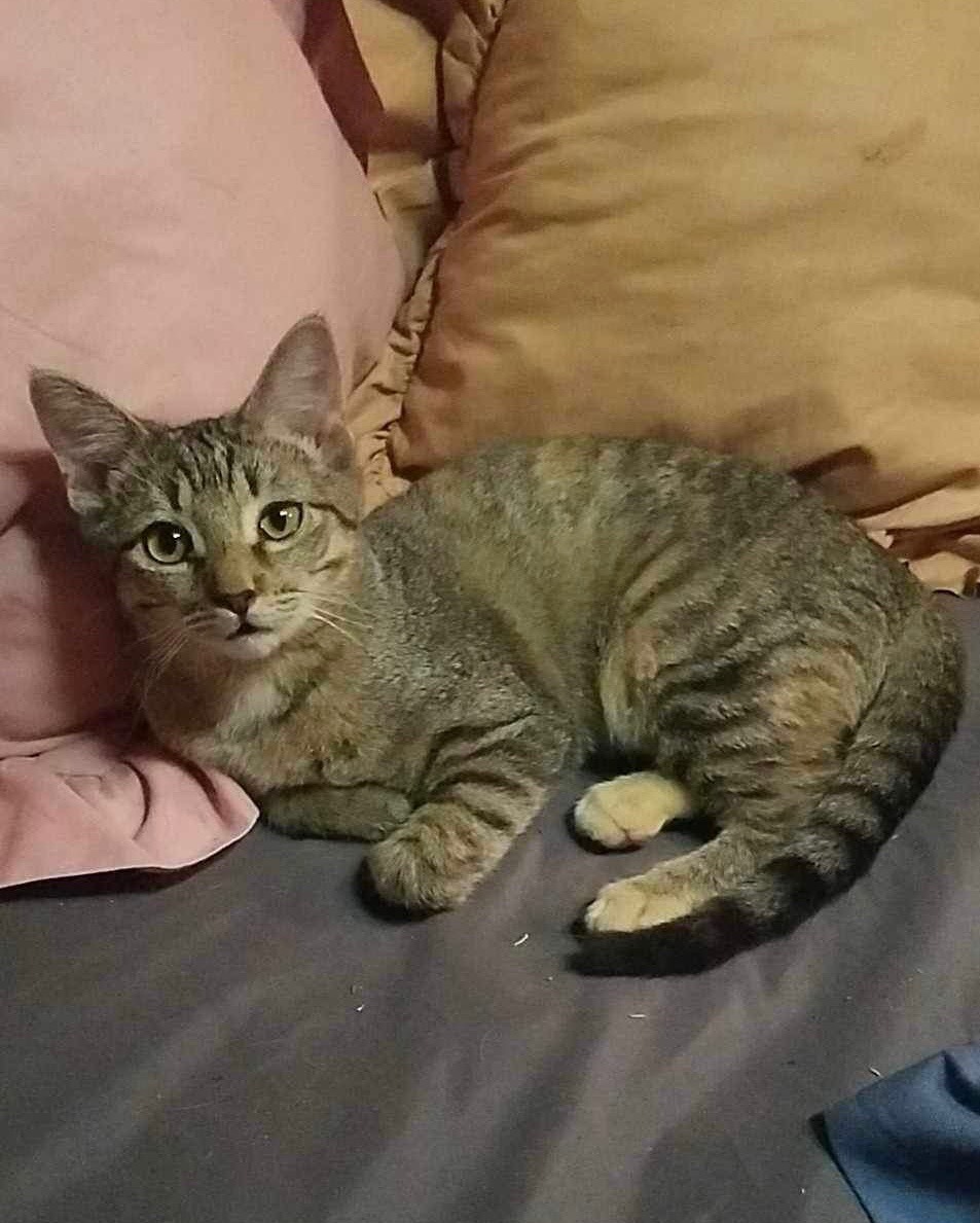 Chips, a Adoptable Manx in East Dundee , IL image 6/6