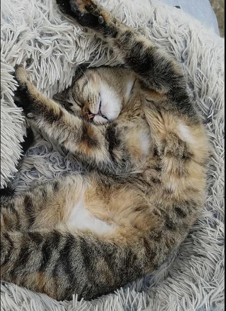 Chips, a Adoptable Manx in East Dundee , IL image 4/6