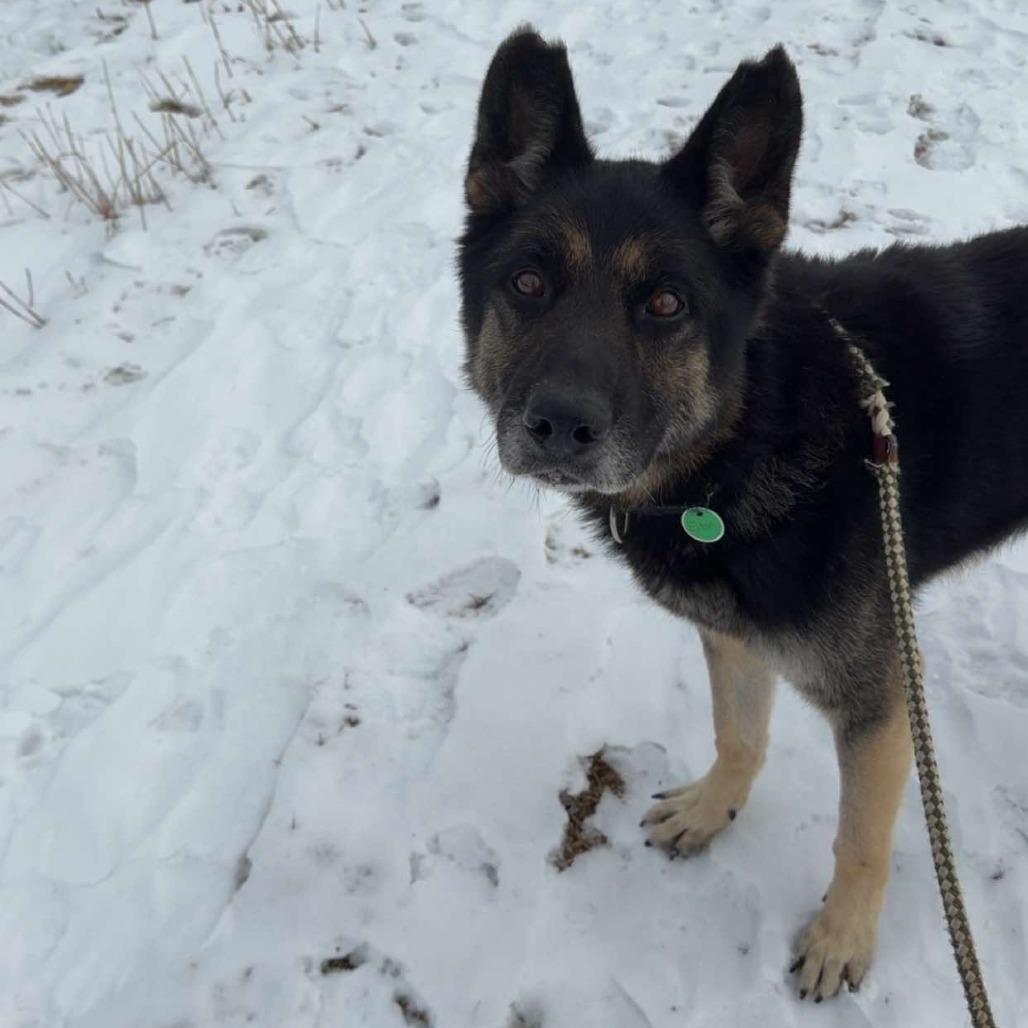 Eilan (25-457), Adoptable, Adult Male German Shepherd Dog.